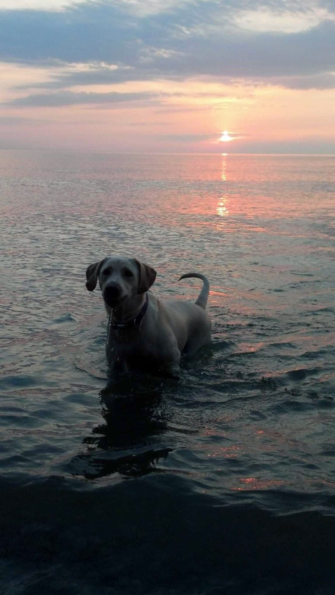 Dog coming up out of Lake Ontario with colorful sunset
